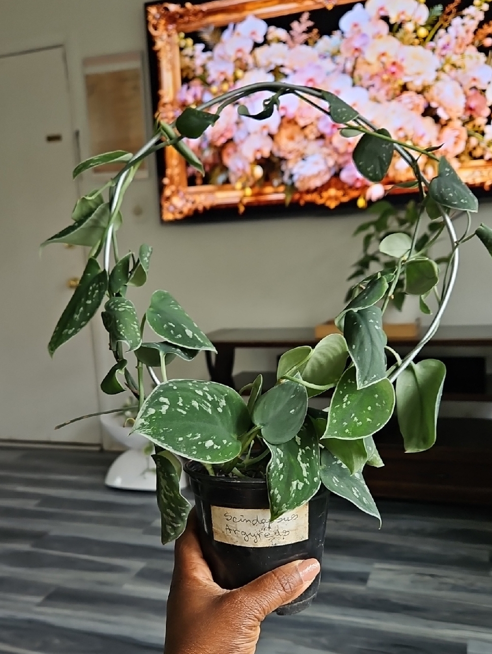 Scindapsus Argyreus Silver Varigation Trailing Variegated Green Houseplant